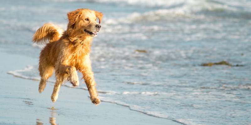 Torrevieja solicita al Ministerio del Interior que autorice la consulta popular sobre la playa canina