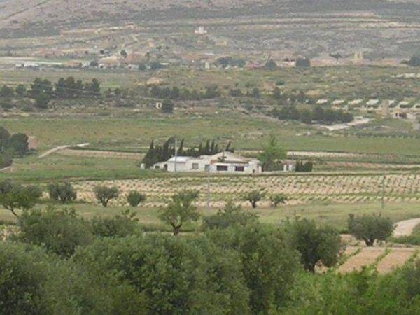 Terreno rural - Vente - CAÑADA DEL TRIGO - Jumilla