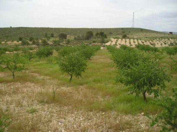 Sale - Rural Land - CAÑADA DEL TRIGO - Jumilla