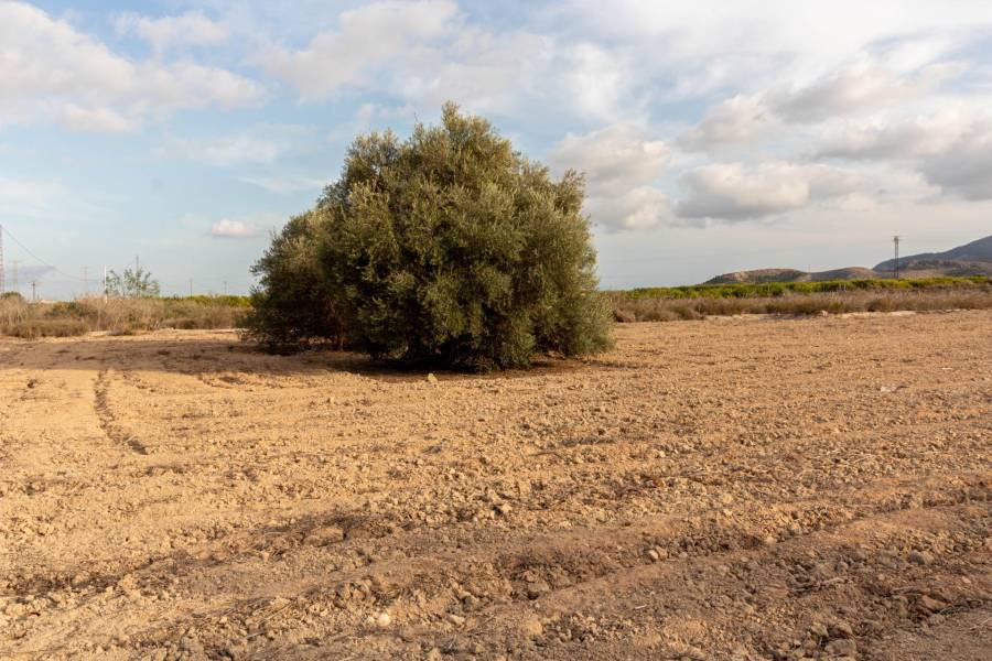 Venta - Terreno rural - Campo - Benferri